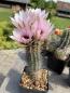 Preview: Echinocereus engelmannii fasciculatus